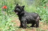CAIRN TERRIER 591